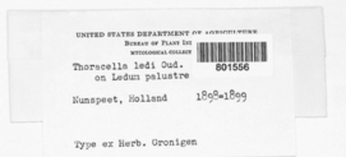 Thoracella ledi image
